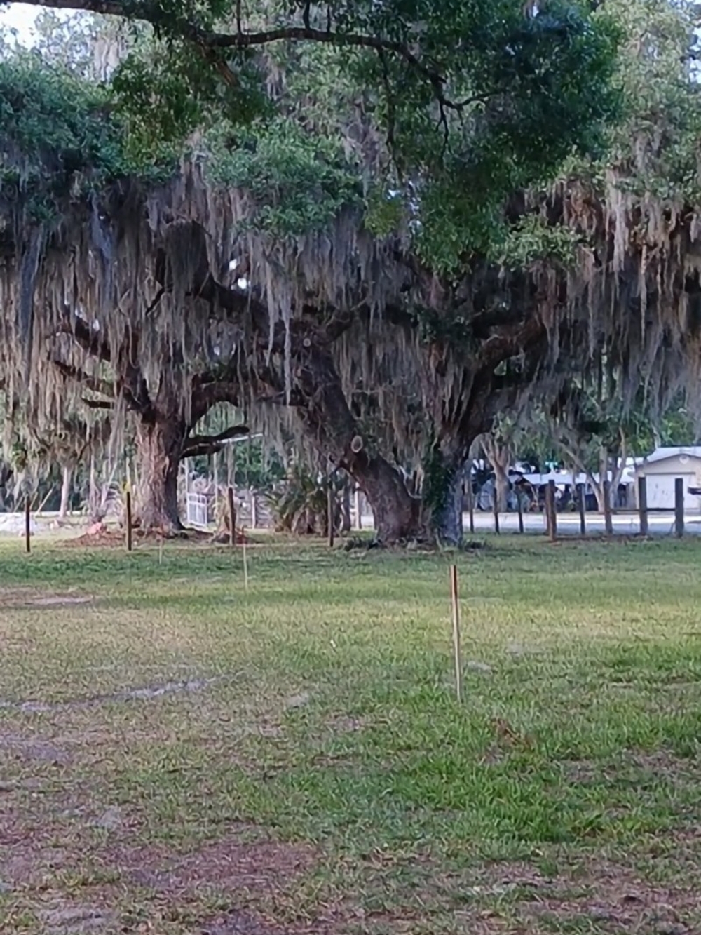 Spanish Moss-Live Florida